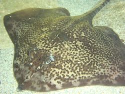 raja_clavata_aquarium_mareis_250.jpg